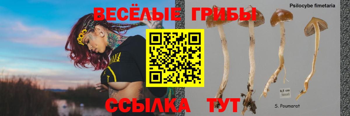 Тайшет  Галлюциногенные грибы Psilocybine cubensis  Вход с VPN  Псилоцибиновые грибы Cubensis 